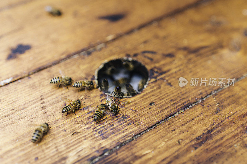 木条上的欧洲蜜蜂(Apis mellifera)